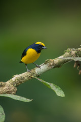 Yellow-crowned Euphonia
