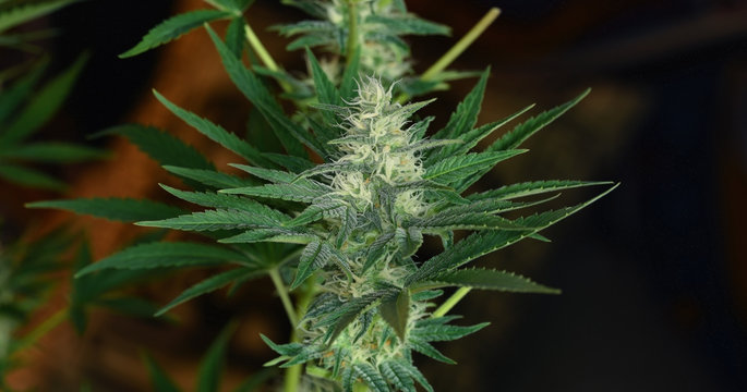 Fototapeta Marijuana bloom with white hairs