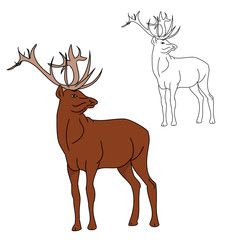 Deer (color and contour image) 0