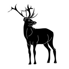 Forest fallow deer 3