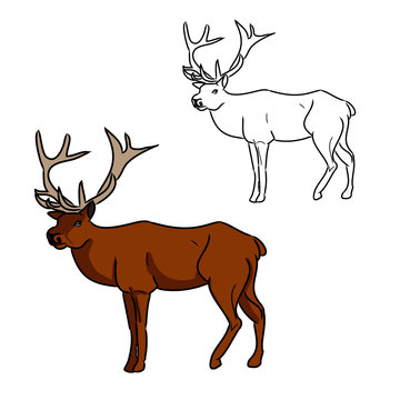 Deer (color and contour image)