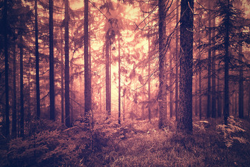 Fantasy red colored foggy conifer forest.