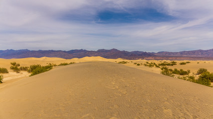 Fototapeta na wymiar Dried desert grass in the sand dune. Mesquite Flat Sand Dunes, Death Valley National Park, California