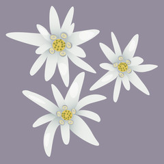 Edelweiss flowers. White flowers.