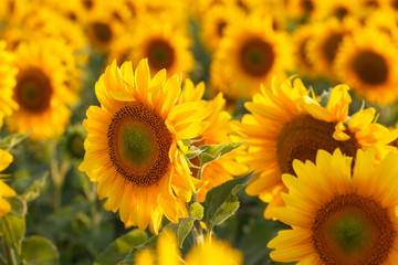 Sunflower field, backlit.