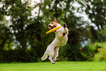 Nice jump by Jack Russell Terrier dog catching flying disk