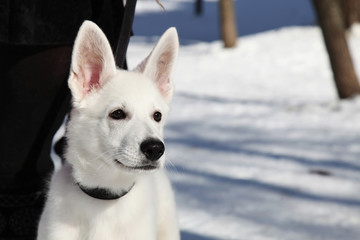 White Swiss shepherd dog puppy
