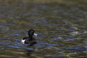 Tufted duck (Aythya fuligula) on the water.