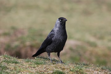 Jackdaw (Corvus monedula) in the grass.