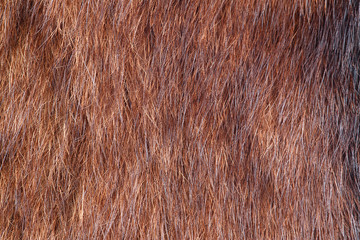 natural fur closeup