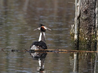 The great crested grebe (Podiceps cristatus) - pair, courtship.