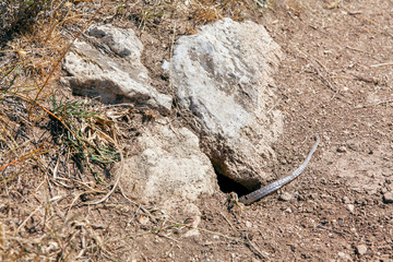 snake skin shedding 