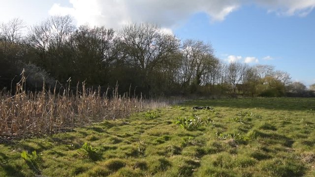 Man Inspects Crops For Crop Damage