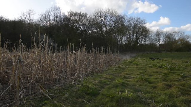 Man Inspects Crops For Crop Damage
