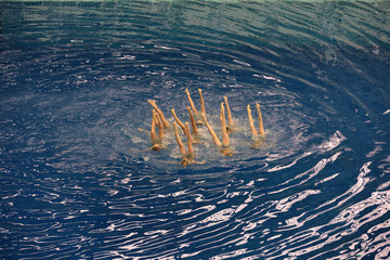 Women's teams Championship in synchronized swimming at the indoor pool 