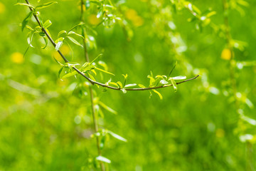 willow branch