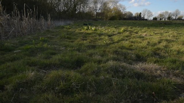 Man Inspects Crops For Crop Damage