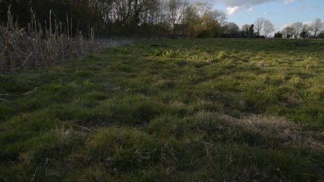 Man Inspects Crops For Crop Damage