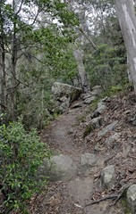 scenery along hinking path  Bens Walk in the escarpment near Nowra, New South Wales, Australia