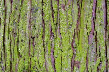Algae covered conifer bark background. Roughly textured bark of coniferous tree covered in bright green growth