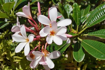 Fragrant tropical frangipani (plumeria) flowers
