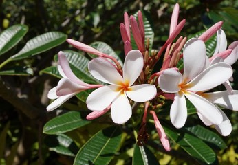 Fototapeta premium Fragrant tropical frangipani (plumeria) flowers