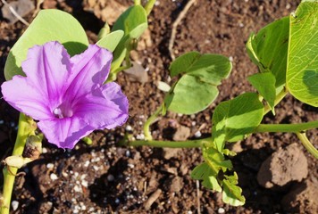 Purple Pohuehue flower in Hawaii (Ipomea pescaprae)