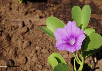 Purple Pohuehue flower in Hawaii (Ipomea pescaprae)