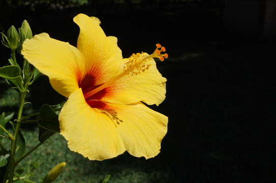 Yellow Hibiscus Flower In Bloom