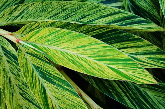 Fototapeta Striped leaves of variegated ginger