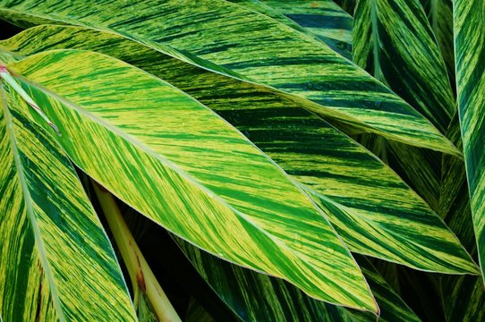 Fototapeta Striped leaves of variegated ginger