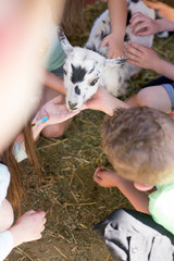 Several children gather round to pet a goat.