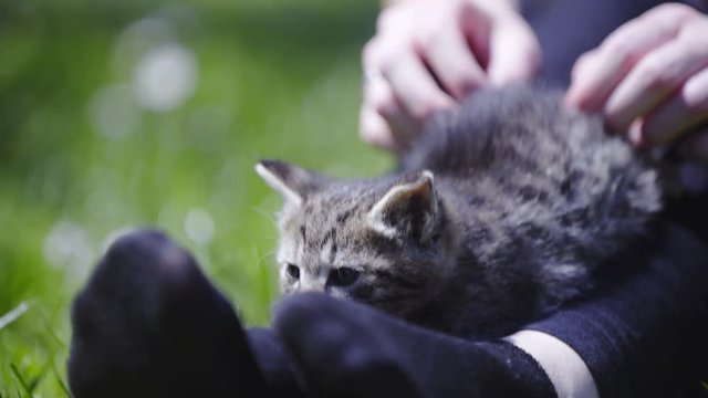 Kitten walk on woman legs outside