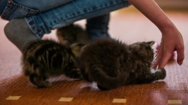 Two cute kittens play with person hand on floor