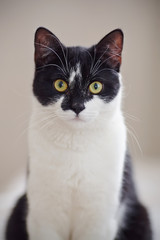 Portrait of a black-and-white cat.