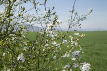 Spring, flowering tree.