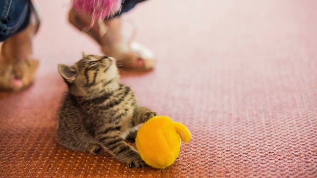 Person with tassel provoking cute baby cat