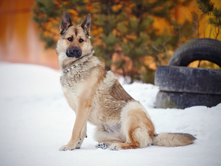 Dog sits and protects.