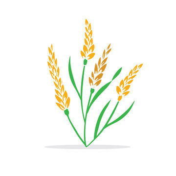 Ears of Wheat, Vector Illustration, Icon of Premium Quality  Product