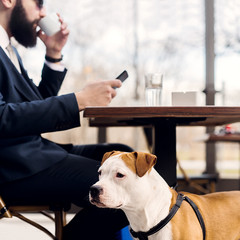 Businessman checking email and drinking coffee while his dog is looking aside.
