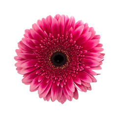Pink gerbera daisy flower isolated on white
