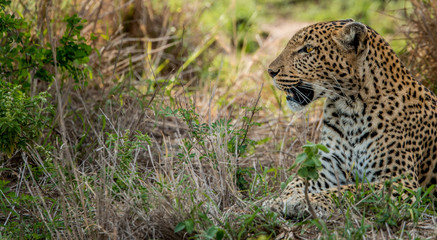 Laying Leopard in the Kruger National Park, South Africa.