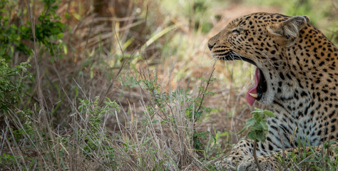 Yawning Leopard in the Kruger National Park, South Africa.