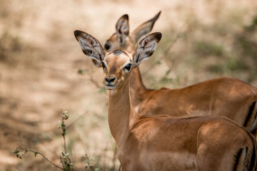 Naklejka na ściany i meble Impalas in the Kruger National Park, South Africa.