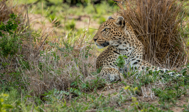 Laying Leopard in the Kruger National Park, South Africa.