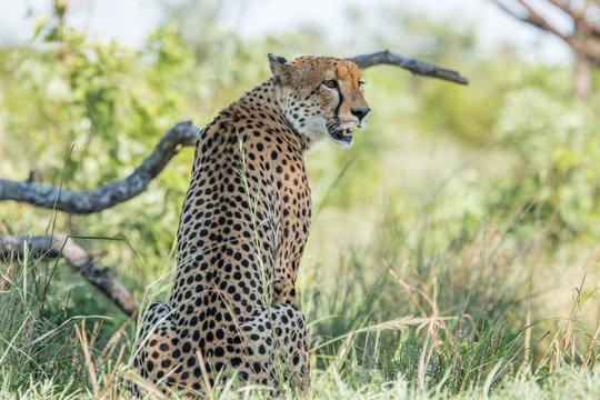 Sitting Cheetah in the Kruger National Park, South Africa.