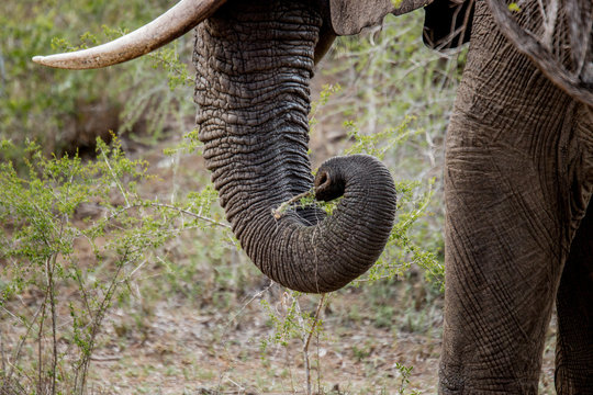 Trunk of an Elephant in the Kruger National Park, South Africa.