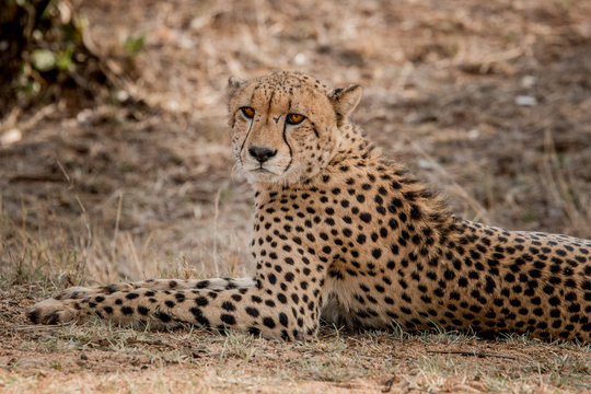 Starring Cheetah in the Kruger National Park, South Africa.