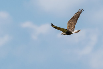 Mäusebussard (Buteo buteo) im Flug
