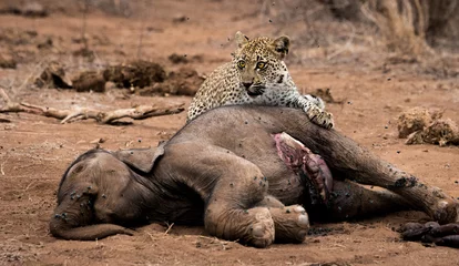 Foto op Canvas Leopard feeding on an Elephant carcass in the Kruger National Park, South Africa. © simoneemanphoto